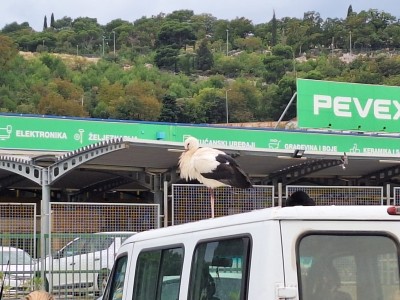Pomozimo rodi u Dubrovniku – ne može poletjeti i treba našu pomoć!